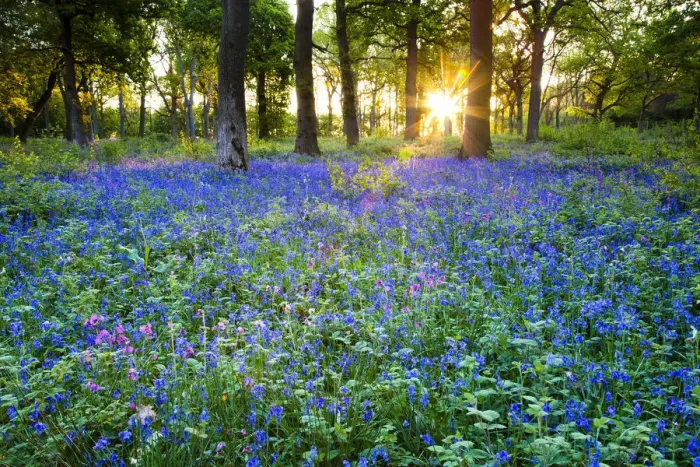Framed Print : Sunrise in Bluebell Wood, Norfolk, England Framed Print : Sunrise in Bluebell Wood, Norfolk, England