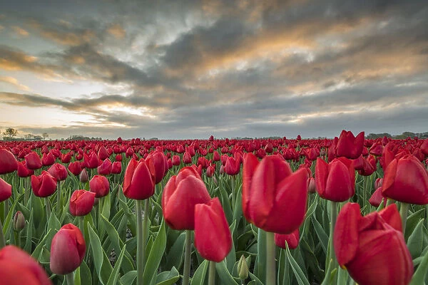 Sunrise coloured clouds above field of red tulips. Koggenland, North Holland province