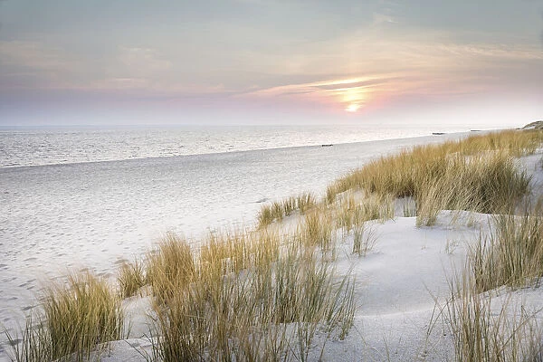 Sunrise in the dunes of the Ellenbogen nature reserve, Sylt, Schleswig-Holstein, Germany