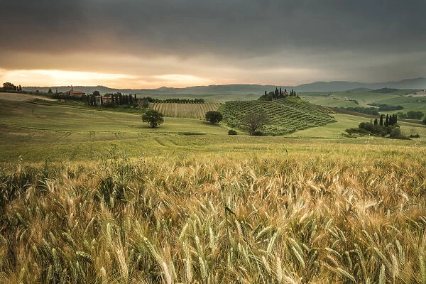 Sunrise on the fields of corn and the gentle green hills of Val d Orcia province
