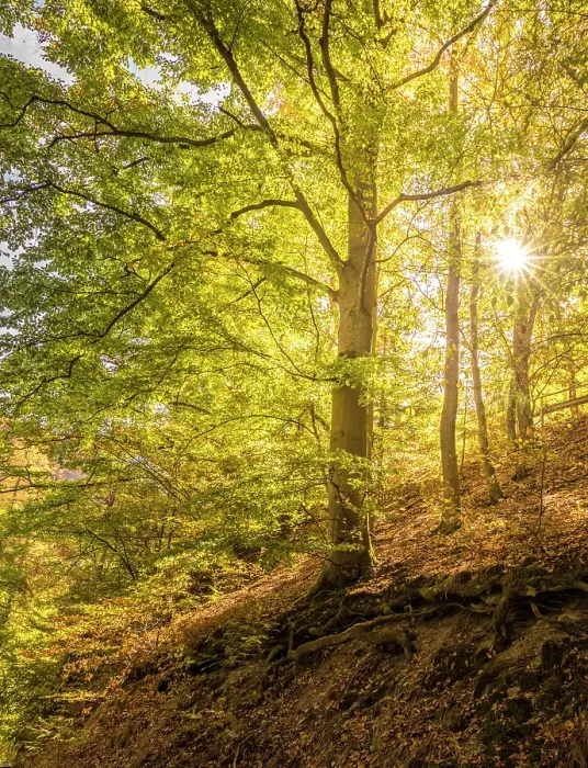 Framed Print : Sunrise in the forest in the Tiefenbachtal above Bernkastel-Kues, Mosel, Rhineland-Palatinate, Germany Framed Print : Sunrise in the forest in the Tiefenbachtal above Bernkastel-Kues, Mosel, Rhineland-Palatinate, Germany