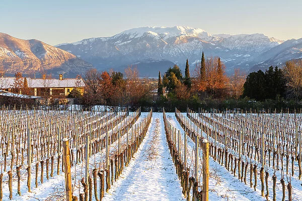 Sunrise in Franciacorta after a snowfall, Brescia province in Lombardy district, Italy