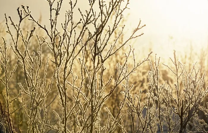 Framed Print : Sunrise over frozen birch forest in the Arctic Circle Framed Print : Sunrise over frozen birch forest in the Arctic Circle