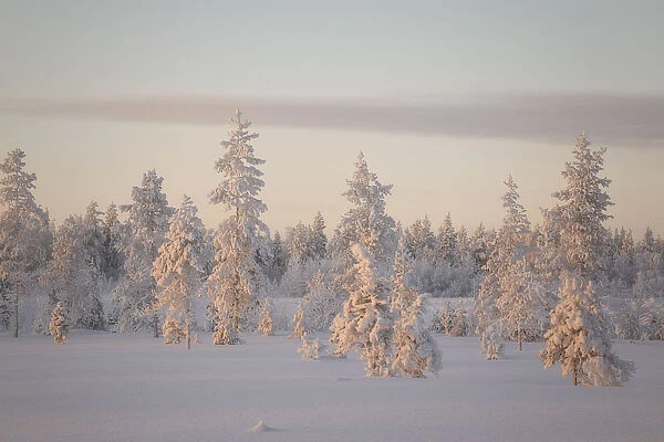 Sunrise on frozen forest covered with snow, Luosto, Sodankyla municipality, Lapland