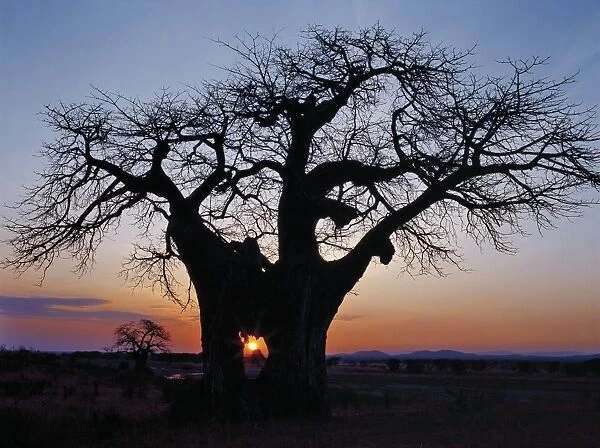 Sunrise through the hole in a baobab tree