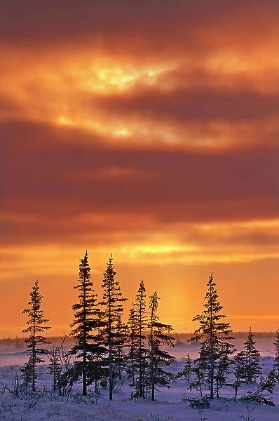 Sunrise on Hudson Bay coastline Churchill, Manitoba, Canada