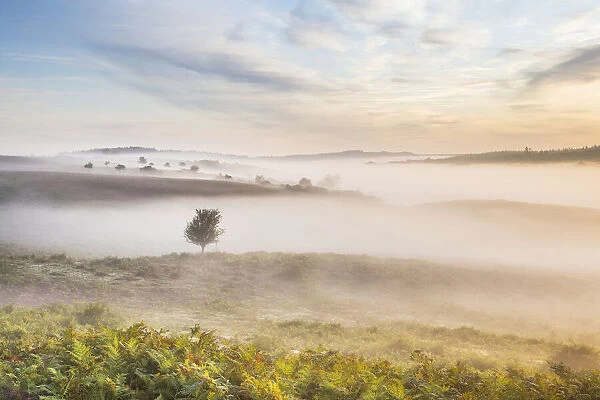 Sunrise over Ibsley Common, New Forest National Park, Hampshire, England, UK