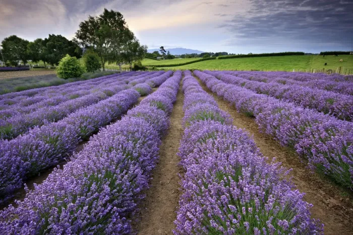 Framed Print : Sunrise at a lavender farm in Te Awamutu, Waikato, New Zealand Framed Print : Sunrise at a lavender farm in Te Awamutu, Waikato, New Zealand