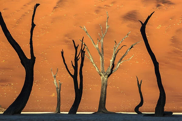 Sunrise lights with silhouette trees in the shade, Namibia
