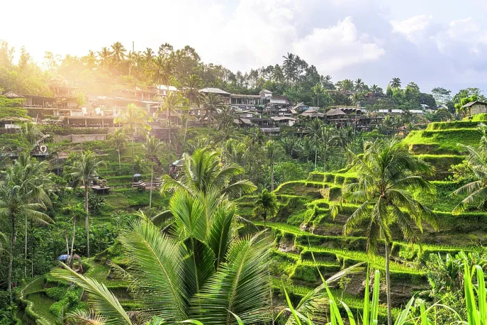 Framed Print : Sunrise over lush terraced fields and traditional rural village, Ubud, Bali, Indonesia