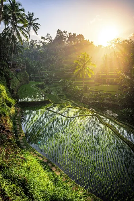 Framed Print : Sunrise over lush terraced fields, Ubud, Bali, Indonesia Framed Print : Sunrise over lush terraced fields, Ubud, Bali, Indonesia