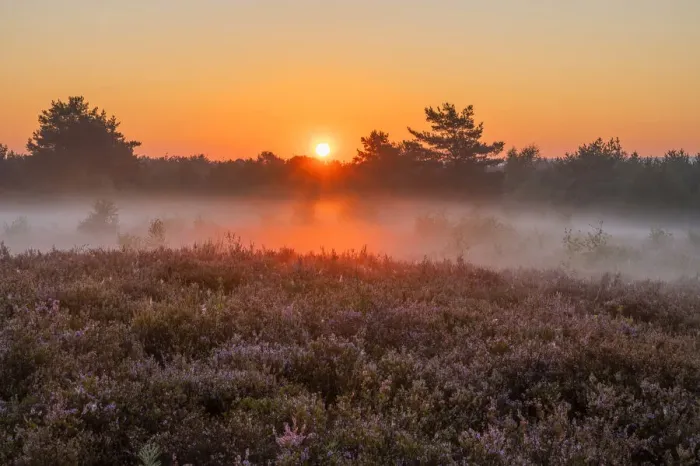 Framed Print : Sunrise at the Mehlinger Heide near Kaiserslautern, Rhineland-Palatinate, Germany