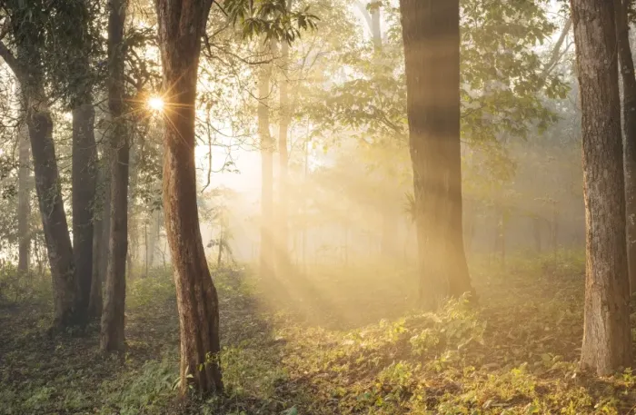 Framed Print : Sunrise through misty woods near Hsipaw, Shan State, Myanmar, Asia Framed Print : Sunrise through misty woods near Hsipaw, Shan State, Myanmar, Asia