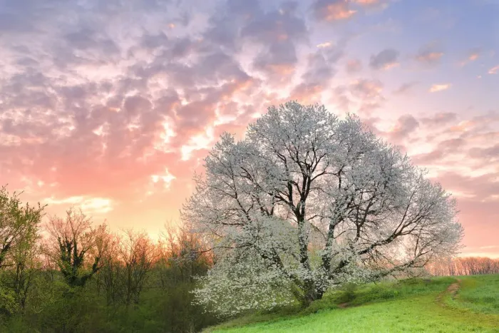 Framed Print : Sunrise at the monumental cherry tree in bloom Framed Print : Sunrise at the monumental cherry tree in bloom