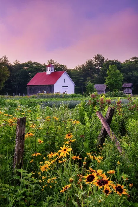 Framed Print : Sunrise at Muster Field Farm and gardens, North Sutton, New Hampshire, USA Framed Print : Sunrise at Muster Field Farm and gardens, North Sutton, New Hampshire, USA
