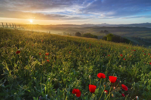 Sunrise at Podere Belvedere, San Quirico d Orcia, Siena, Tuscany, Italy, Southern