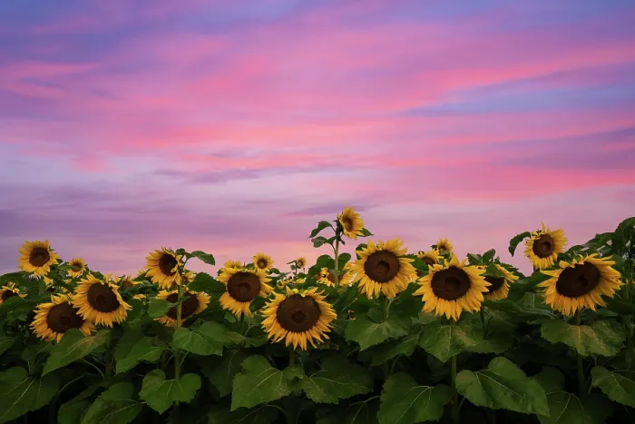 Framed Print : Sunrise over sunflower field, Conway, New Hampshire, USA Framed Print : Sunrise over sunflower field, Conway, New Hampshire, USA