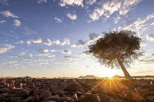 Sunrise with tree, Damaraland, Namibia