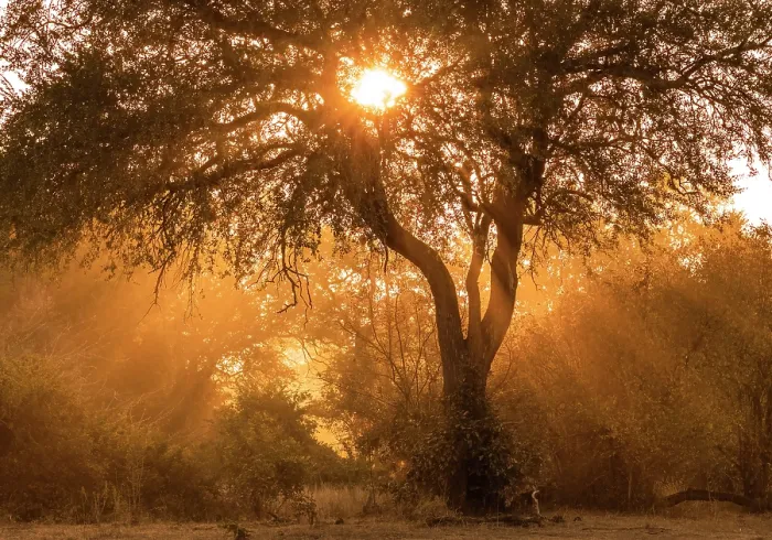 Framed Print : Sunrise through trees and dust, South Luangwa National Park, Zambia Framed Print : Sunrise through trees and dust, South Luangwa National Park, Zambia