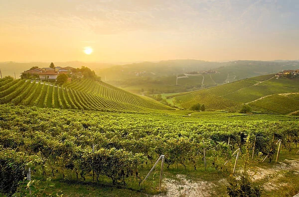 Sunrise on the vineyards of Barbaresco, Piedmont, Italy