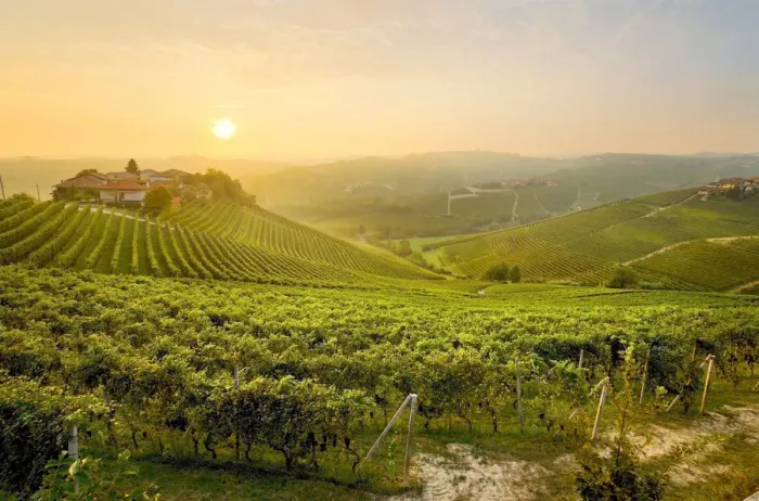 Framed Print : Sunrise on the vineyards of Barbaresco, Piedmont, Italy Framed Print : Sunrise on the vineyards of Barbaresco, Piedmont, Italy