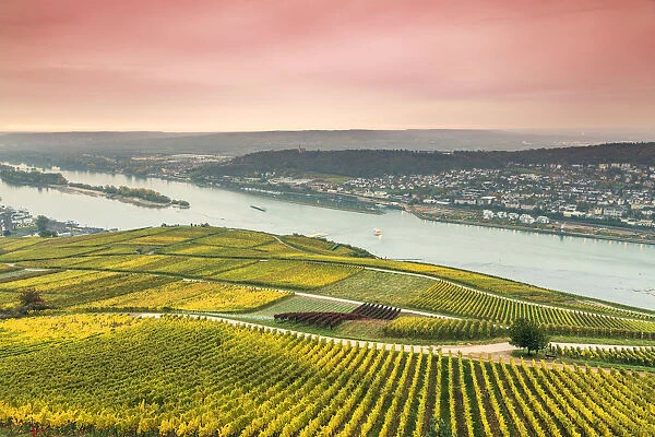 Sunrise over vineyards, Rudesheim, Rhine valley, Hesse, Germany