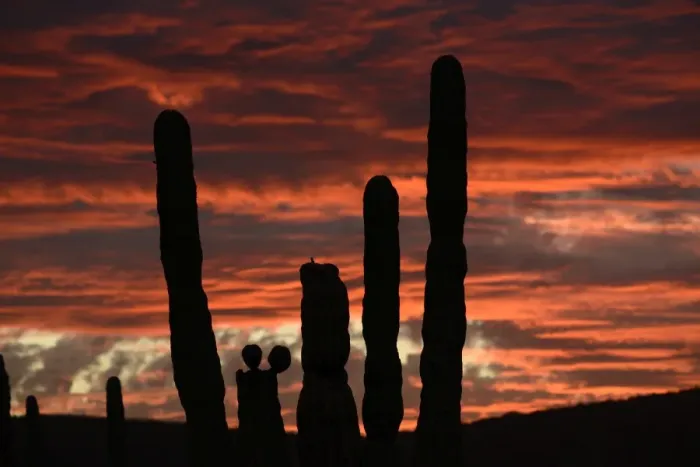 Framed Print : Sunset with cactus, Baja California, Mexico Framed Print : Sunset with cactus, Baja California, Mexico