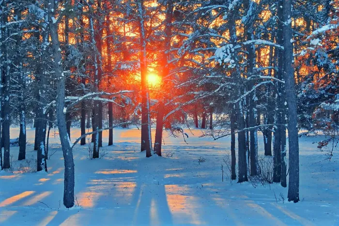 Framed Print : Sunset on coniferous forest, Sandilands Provincial Forest, Manitoba, Canada Framed Print : Sunset on coniferous forest, Sandilands Provincial Forest, Manitoba, Canada