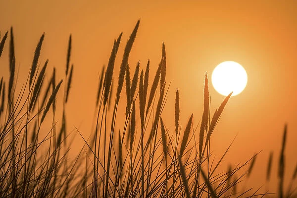 Sunset in the dunes in the Ellenbogen nature reserve, Sylt, Schleswig-Holstein, Germany