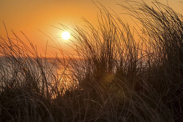 Sunset on the dunes of Wenningstedt, Sylt, Schleswig-Holstein, Germany