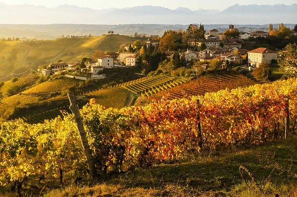 Sunset and foliage vineyards in Neviglie, Piedmont, Italy