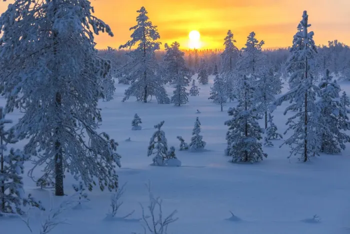 Framed Print : Sunset on frozen forest covered with snow, Luosto, Sodankyla municipality, Lapland