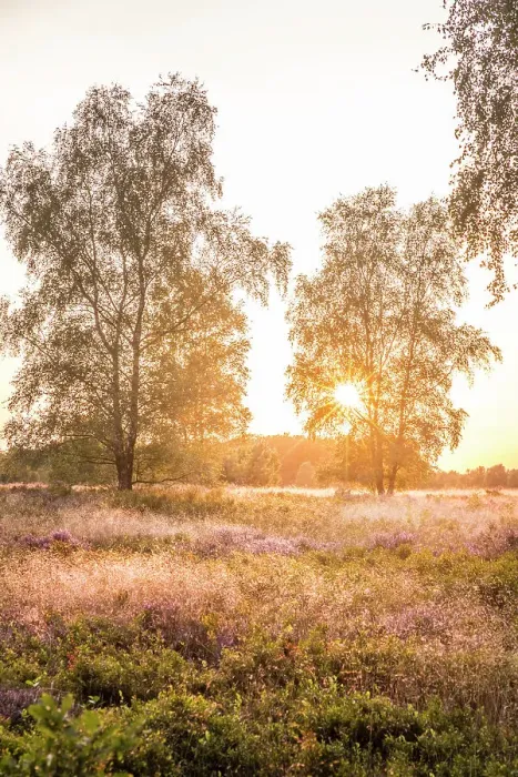 Framed Print : Sunset in the heath between Undeloh and Wesel, Luneburg Heath, Lower Saxony, Germany Framed Print : Sunset in the heath between Undeloh and Wesel, Luneburg Heath, Lower Saxony, Germany