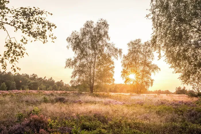 Framed Print : Sunset in the heath between Undeloh and Wesel, Luneburg Heath, Lower Saxony, Germany Framed Print : Sunset in the heath between Undeloh and Wesel, Luneburg Heath, Lower Saxony, Germany
