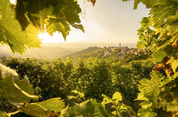 Sunset hidden on the vineyards, Treiso, Piedmont, Italy