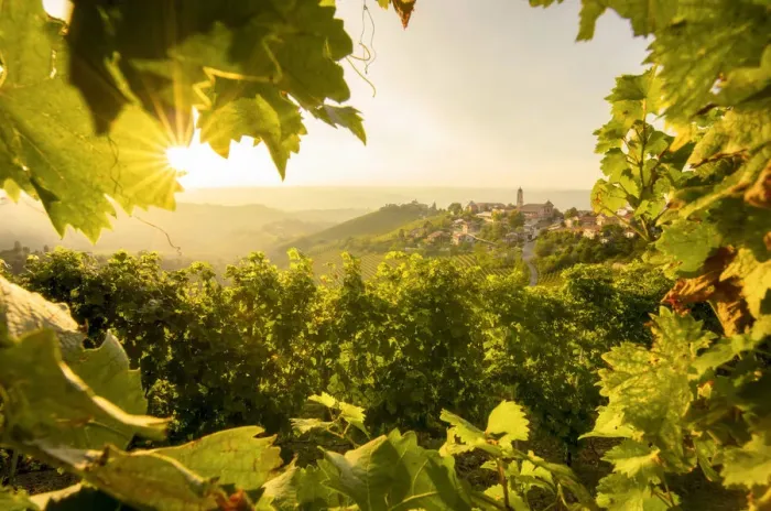 Framed Print : Sunset hidden on the vineyards, Treiso, Piedmont, Italy