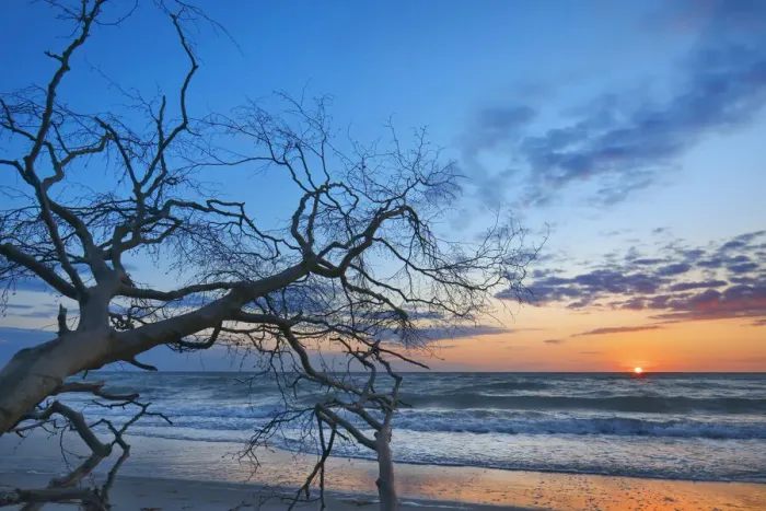 Framed Print : Sunset impression at sea with dead wood - Germany, Mecklenburg-Vorpommern Framed Print : Sunset impression at sea with dead wood - Germany, Mecklenburg-Vorpommern