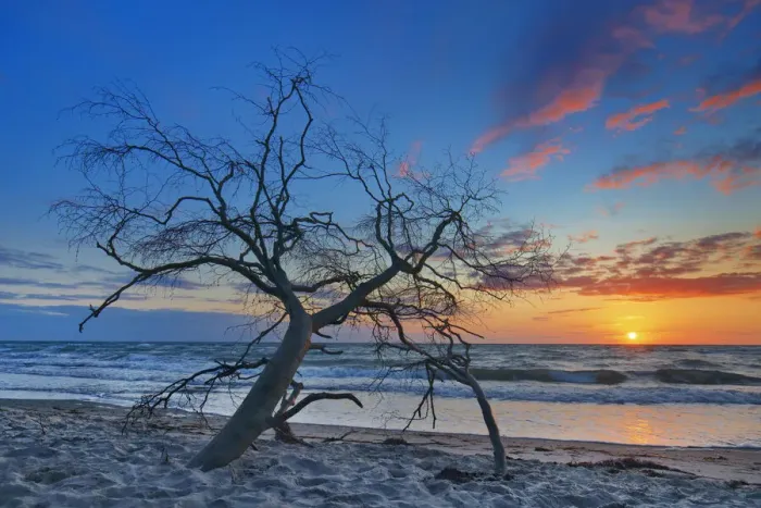 Framed Print : Sunset impression at sea with dead wood - Germany, Mecklenburg-Vorpommern Framed Print : Sunset impression at sea with dead wood - Germany, Mecklenburg-Vorpommern