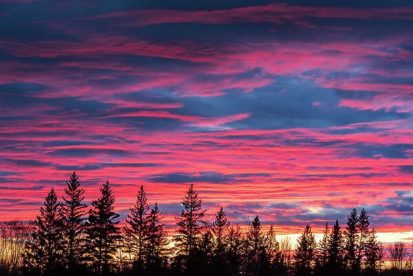 Sunset light on evergreen trees Birds Hill Provincial Park Manitoba, Canada