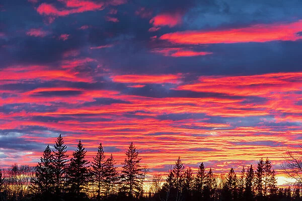Sunset light on evergreen trees Birds Hill Provincial Park, Manitoba, Canada