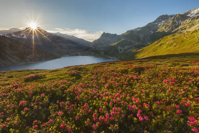 Framed Print : Sunset on Montespluga lake with blooming Rhododendron, Madesimo, Sondrio province Framed Print : Sunset on Montespluga lake with blooming Rhododendron, Madesimo, Sondrio province
