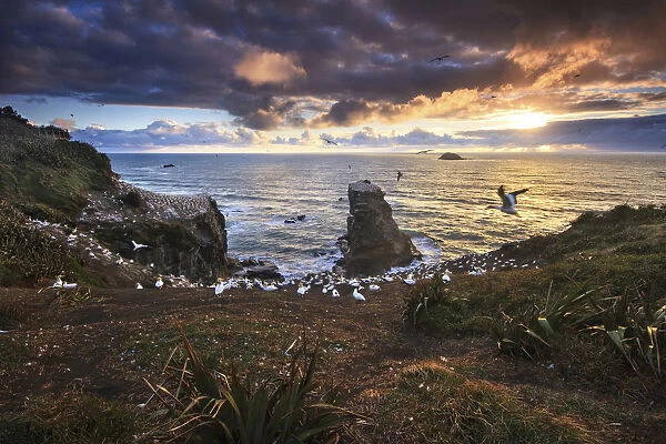 Sunset at Muriwai beach, Auckland, New Zealand