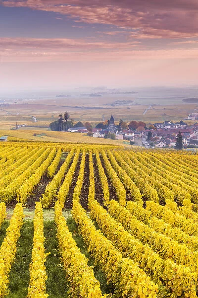 Sunset oevr the vineyards of Oger, Champagne Ardenne, France
