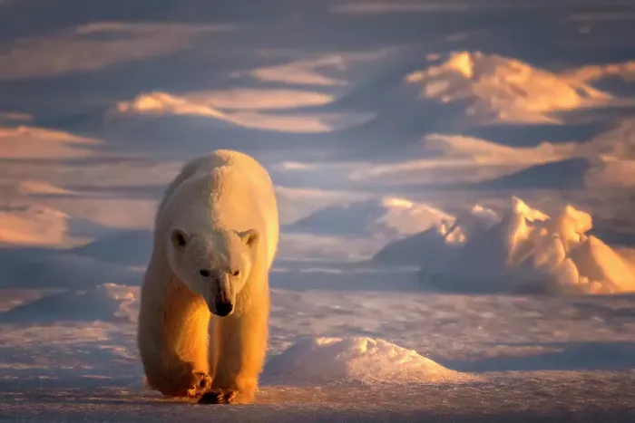 Framed Print : At sunset, a polar bear walks along the snow in hopes of seeing ice on the shores of Churchill, Manitoba, Canada Framed Print : At sunset, a polar bear walks along the snow in hopes of seeing ice on the shores of Churchill, Manitoba, Canada