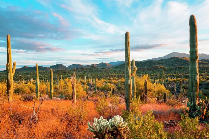 Framed Print : Sunset at Saguaro National Park, Tucson, Arizona, USA Framed Print : Sunset at Saguaro National Park, Tucson, Arizona, USA
