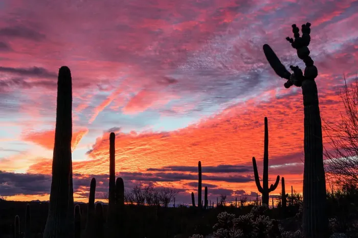 Framed Print : Sunset at Saguaro National Park, Tucson, Arizona, USA Framed Print : Sunset at Saguaro National Park, Tucson, Arizona, USA