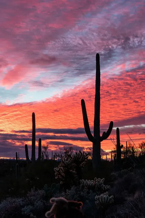 Framed Print : Sunset at Saguaro National Park, Tucson, Arizona, USA Framed Print : Sunset at Saguaro National Park, Tucson, Arizona, USA