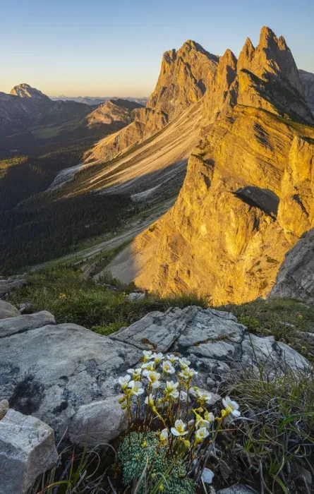 Framed Print : at sunset at Seceda, Gruppo delle Odle, Dolomiti di Gardena, Bolzano, Trentino Alto Adige Framed Print : at sunset at Seceda, Gruppo delle Odle, Dolomiti di Gardena, Bolzano, Trentino Alto Adige