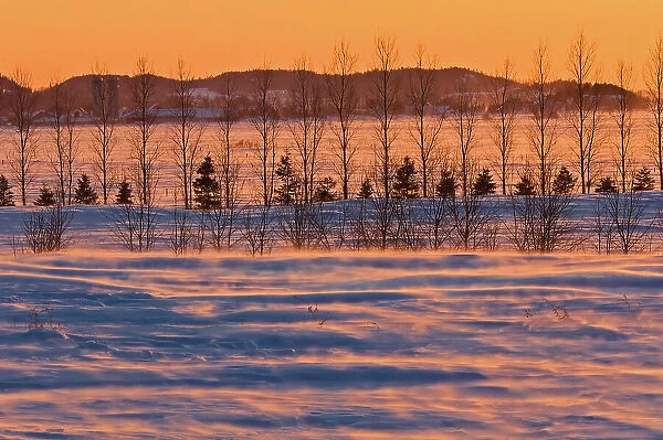 Sunset and shelterbelt trees La Pocatiere, Quebec, Canada