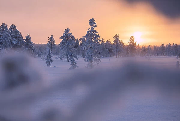 Sunset on snowy woods, Luosto, Sodankyla municipality, Lapland, Finland